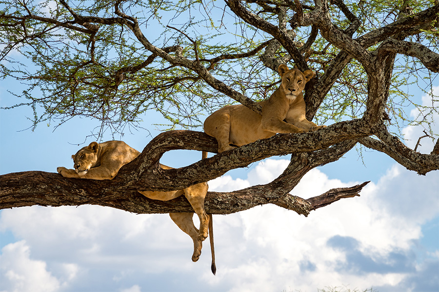 Tree climbing lions lying across a branch in Tarangire, Tanzania.