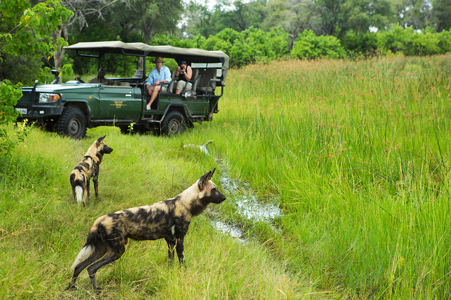 People on game drive spot African Wild Dogs in Selinda Game Reserve, Botswana.