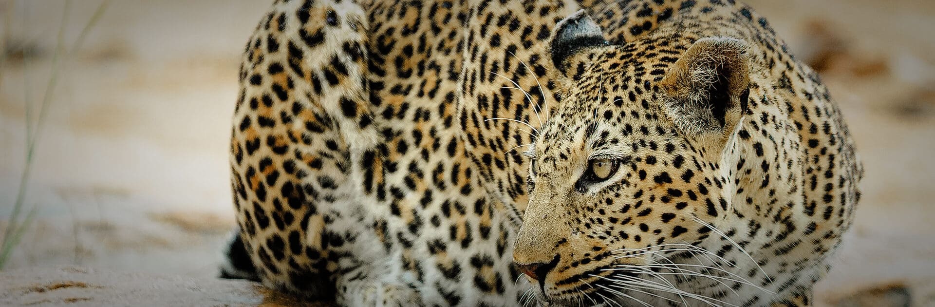 Leopardo agazapado en el suelo en África | Go2Africa