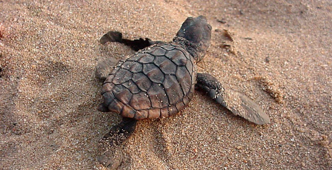 5 African Adventures to Have Before You Die Turtle