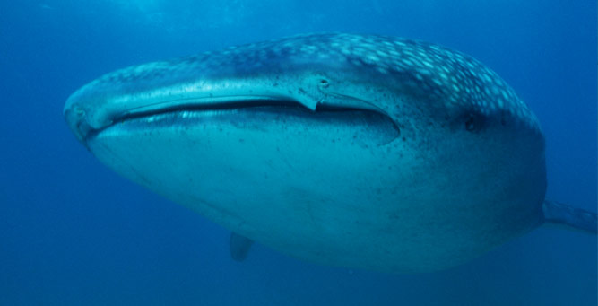 5 African Adventures to Have Before You Die Whaleshark
