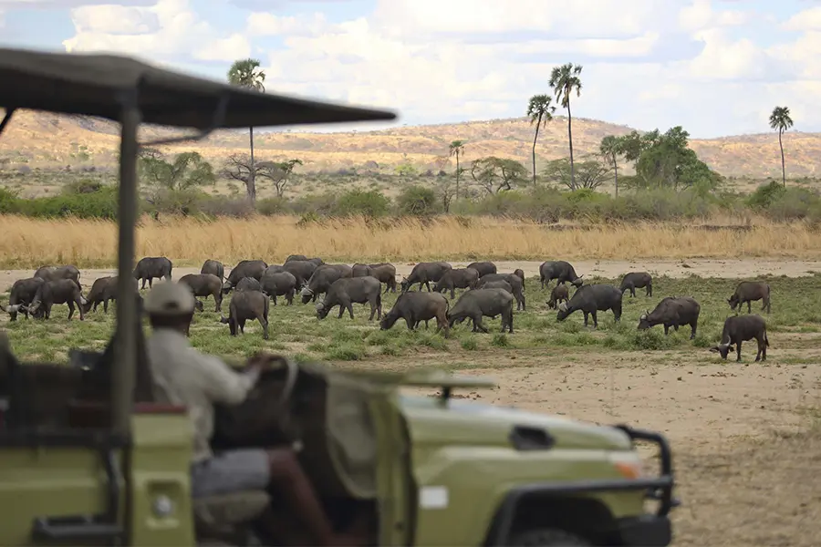Avistamiento de búfalos durante un safari en el Parque Nacional de Ruaha, Tanzania.