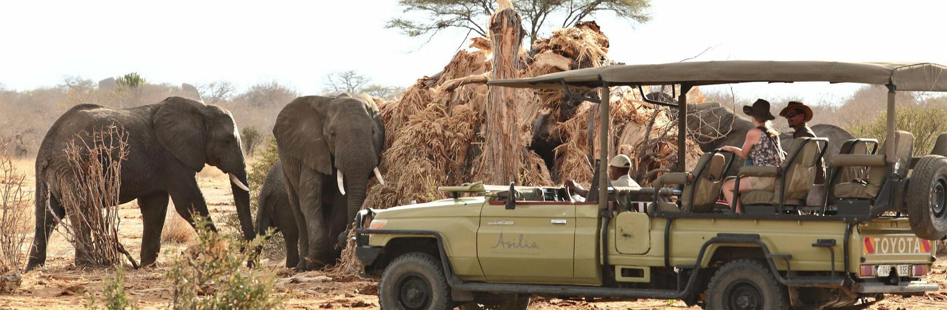 Elefantes avistados durante un safari en el Parque Nacional de Ruaha, Tanzania.