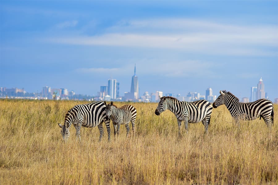 La ciudad de Nairobi al fondo de cebras pastando en el Parque Nacional de Nairobi, Kenia.