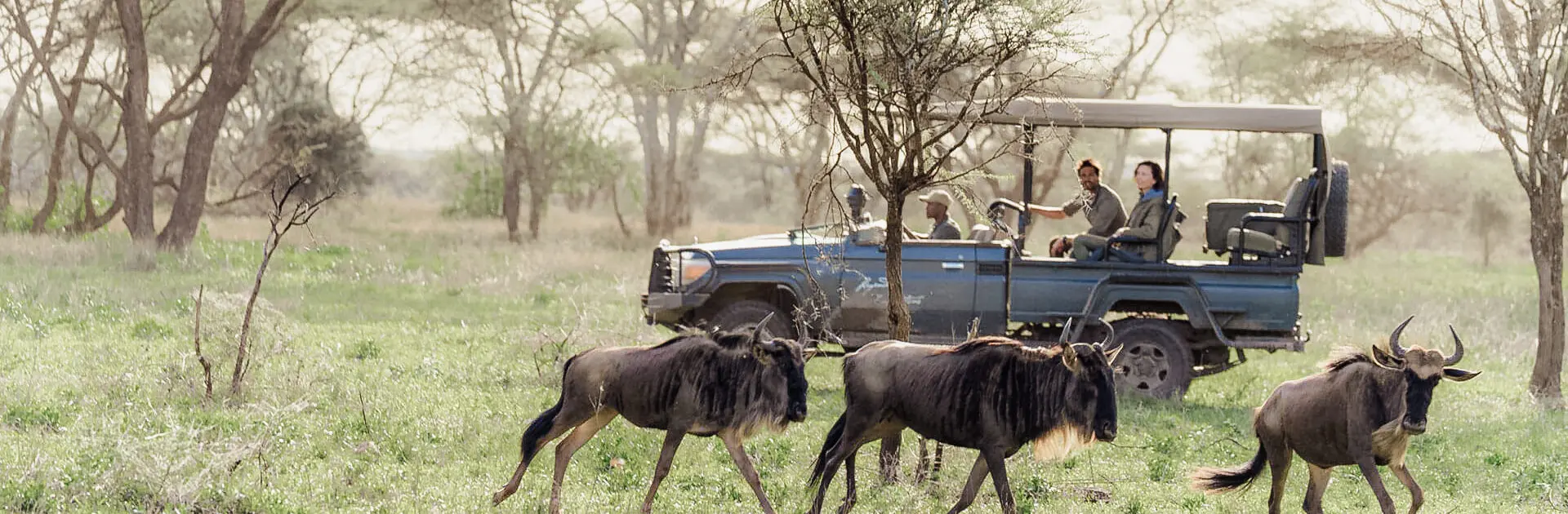 Avistamiento de ñus durante un safari en el Songa Tented Camp, Campamento Nacional del Serengeti, Tanzania | Go2Africa