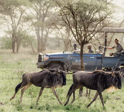 20 Best Places to Stay to See the Wildebeest Migration
