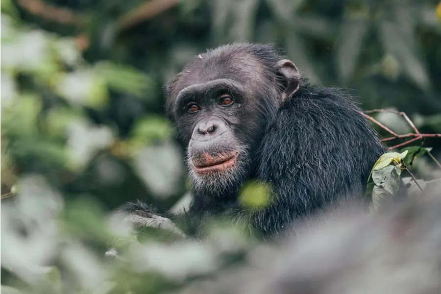 Chimpanzee Trekking at Rubondo Island Camp in Rwanda | Go2Africa 