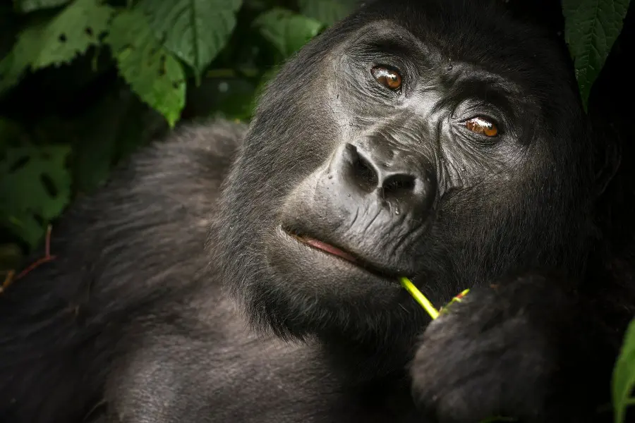 Mountain gorilla in Uganda's Bwindi Impenetrable Forest | Go2Africa