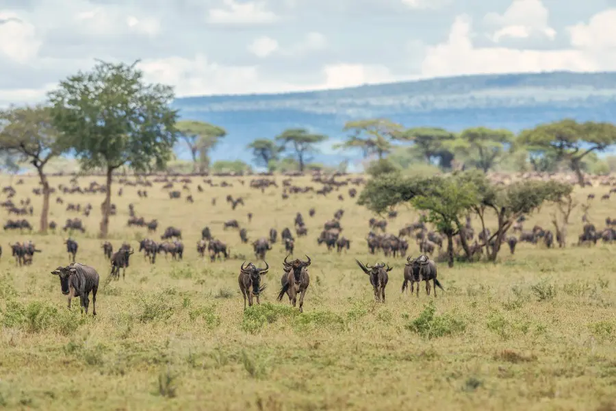 Great Migration across the Serengeti plains | Go2Africa
