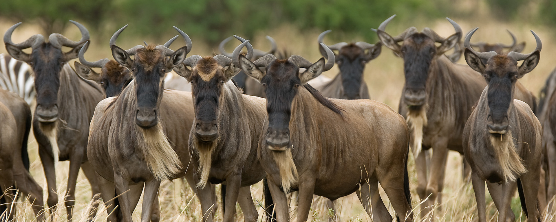 tanzania_olakira-camp_olakira-camp-wildebeest-serengeti