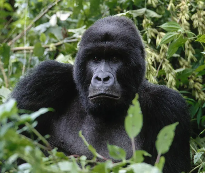 volcanoe-safaris_009