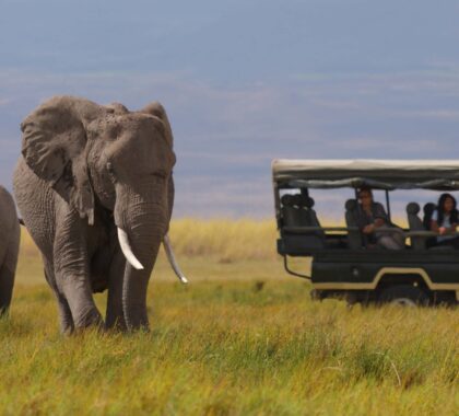 What to Expect in Amboseli National Park