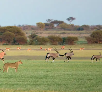 Safari en temporada alta o baja: ¿Cuál es la mejor época para ver animales?
