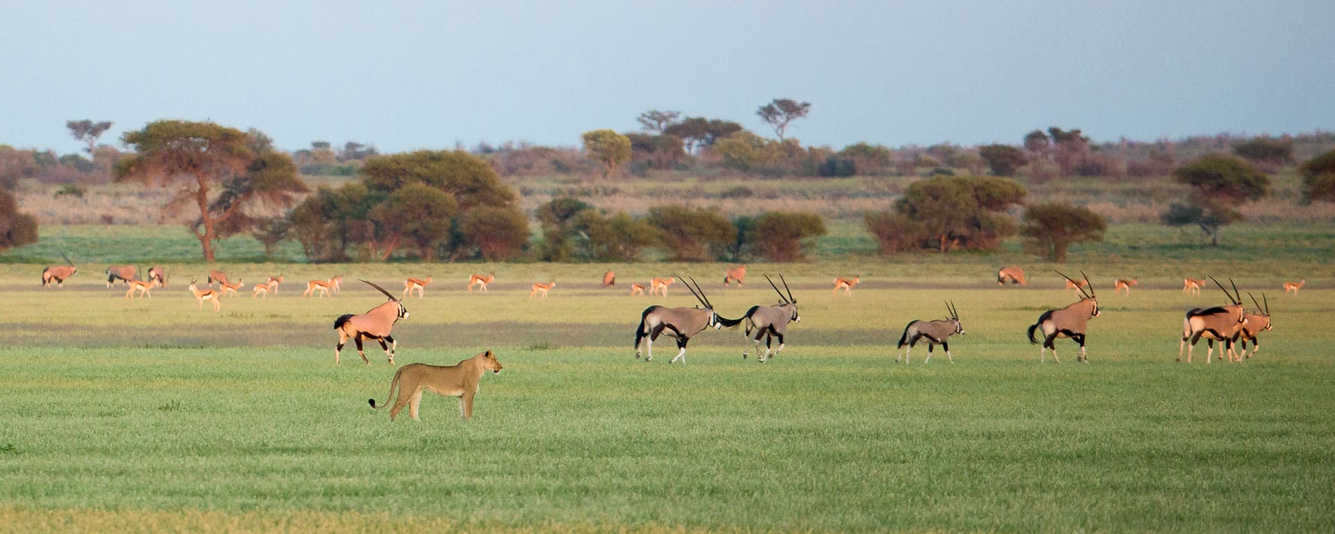 21 Luipaard Kleurplaten - Afdrukbare PDF voor Kinderen, image size:1920x768