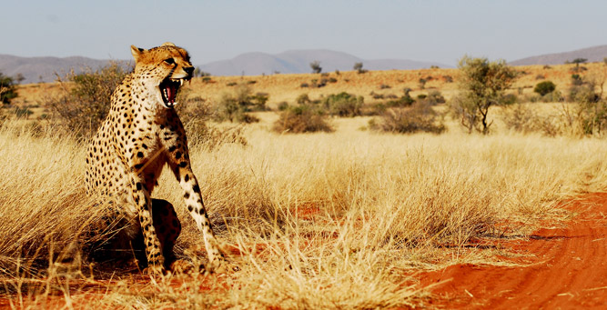 South Africa's Safari Secrets - Cheetah in the Kalahari