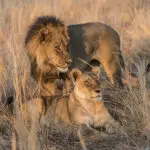 Es agosto y la hierba de la temporada alta en Botsuana camufla perfectamente a esta magnífica pareja en Savuti Bush Camp. 