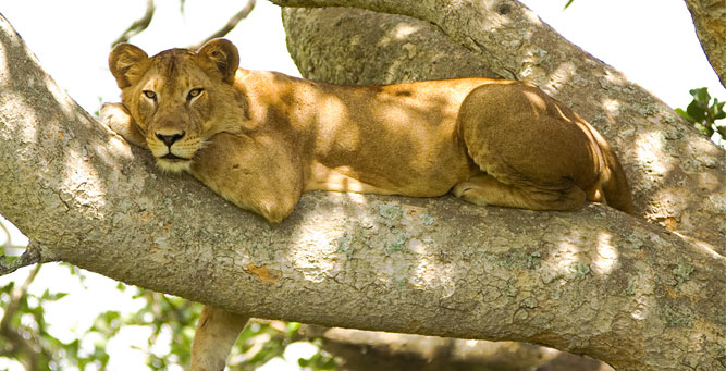 the Top 4 Natural Wonders of Secret Africa Lion
