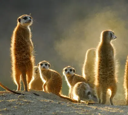animal-meerkats-2-motse
