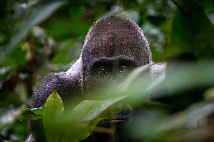 A Gorilla in the Congo gazing while gorilla trekking in the Congo