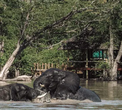 Los 10 mejores safaris por Botsuana: Nuestra selección