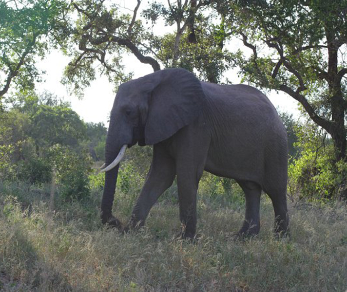 elephantgo2africa