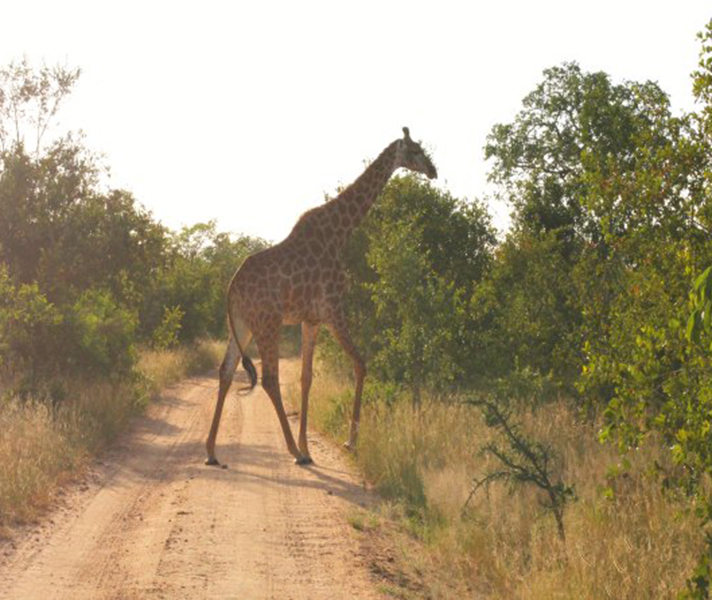 giraffego2africa