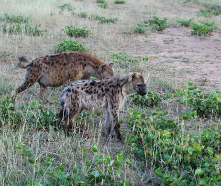hyenago2africa