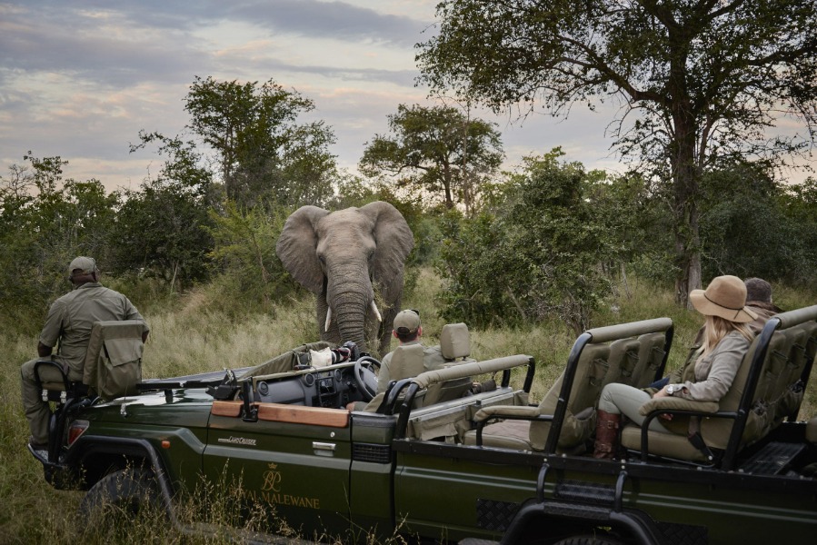 Royal Malewane game drive and elephant encounter, Kruger National Park | Go2Africa