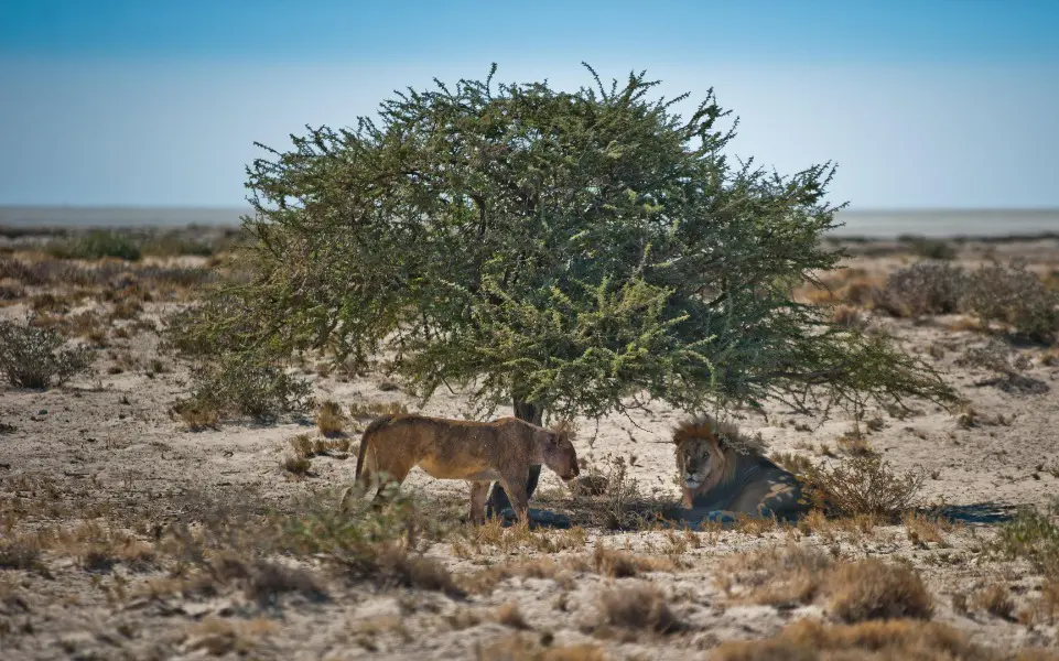 Lions sitting under trees in the Etosha National Park, Namibia | Go2Africa