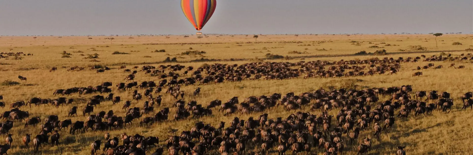 Safari en globo aerostático sobre la Gran Migración en Saruni Mara, Masai Mara, Kenia | Go2Africa