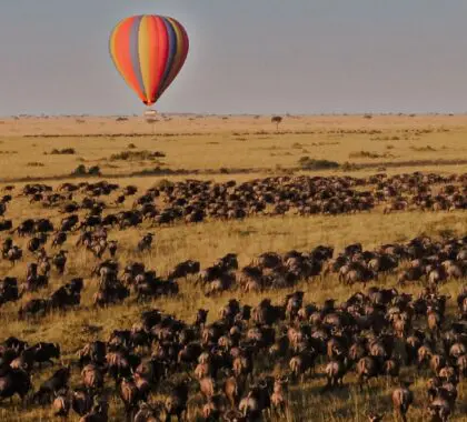 Mejores zonas de conservación del Masái Mara