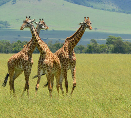 What you will see in the Masai Mara Green Season