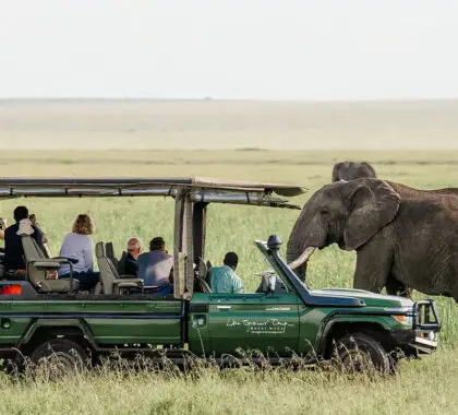 Elefante avistado cerca de un vehículo durante un safari en África | Go2Africa