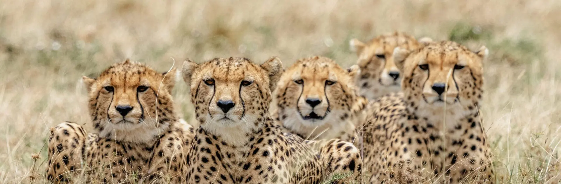 Guepardos tumbados juntos en la sabana de África | Go2Africa