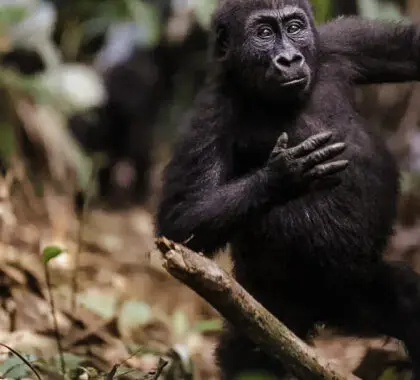 Dónde ver gorilas en África: Ruanda vs Uganda vs Congo