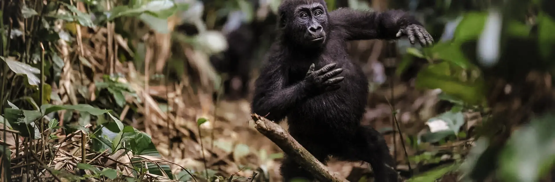 Gorila en la selva tropical de África | Go2Africa