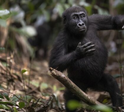 Where to See Gorillas in Africa: Rwanda vs Uganda vs Congo