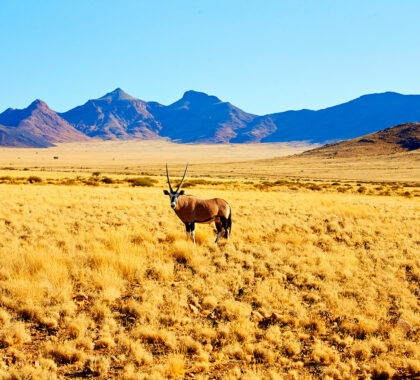 Namibia is home to a plethora of desert-adapted species, like this scimitar-horned oryx that is also known as a 'gemsbok' in the Afrikaans language.