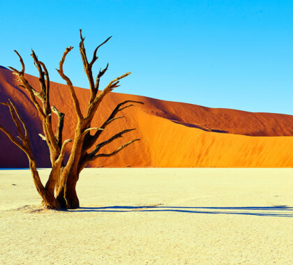 The Namib Desert is breath-taking with its lost valleys and fossilized trees. Head to Deadvlei to see a dessicated ancient wetland studded with weather-beaten tree stumps, surrounded by dunes that seem to change colour depending on the time of day.