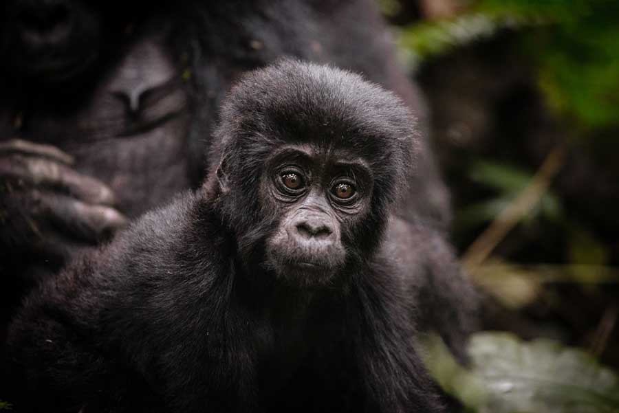 A close up of a baby gorilla while on a gorilla trekking safari in Uganda