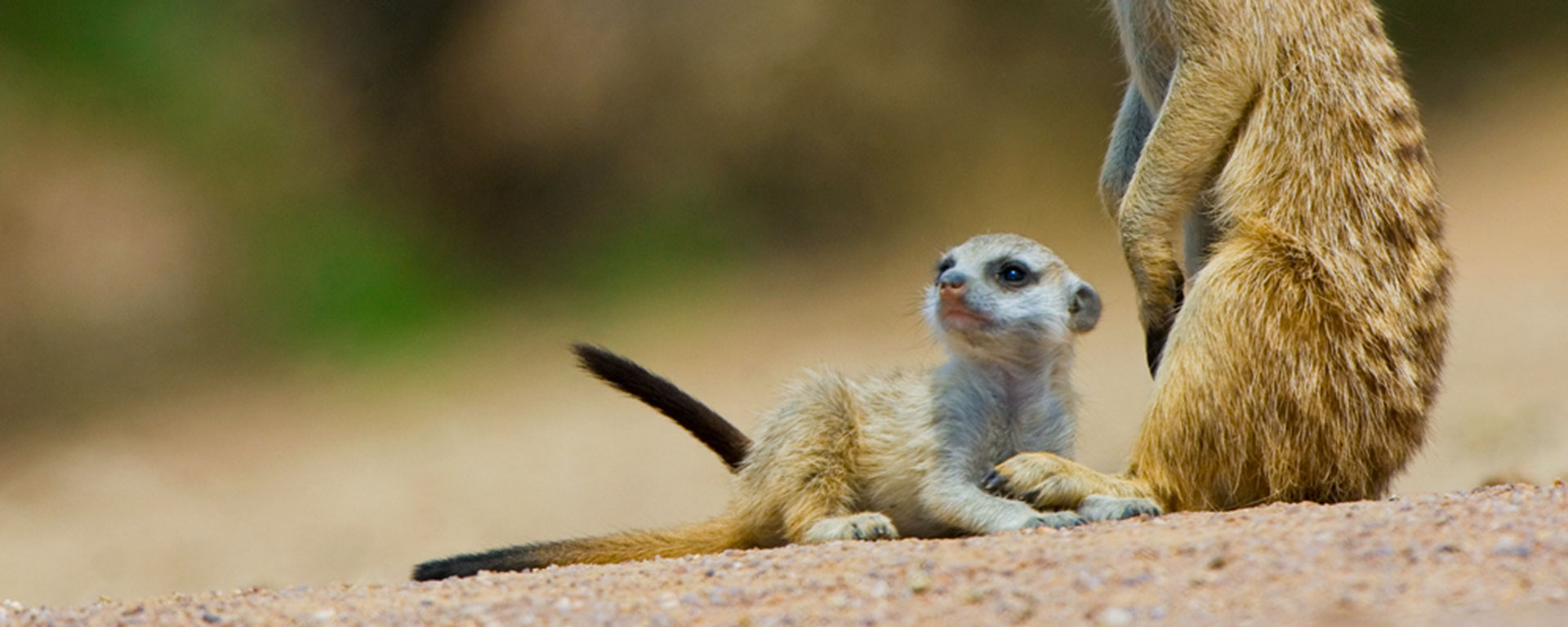 meerkats-motse