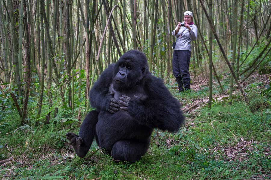 A Go2Africa traveller photographing a male gorilla on a gorilla trek in Rwanda