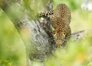 Leopards by nature are incredible shy, always elusive and extremely difficult to actually spot. 