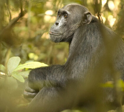 Gorilla & Chimp Trekking in Uganda