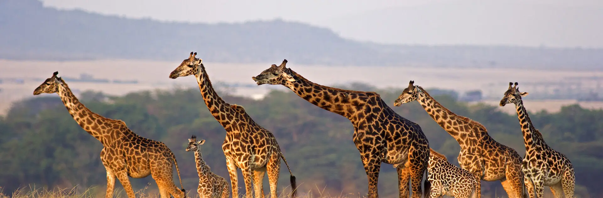 Jirafas masai de todos los tamaños en fila contra el paisaje ondulado del Masai Mara, Kenia | Go2Africa