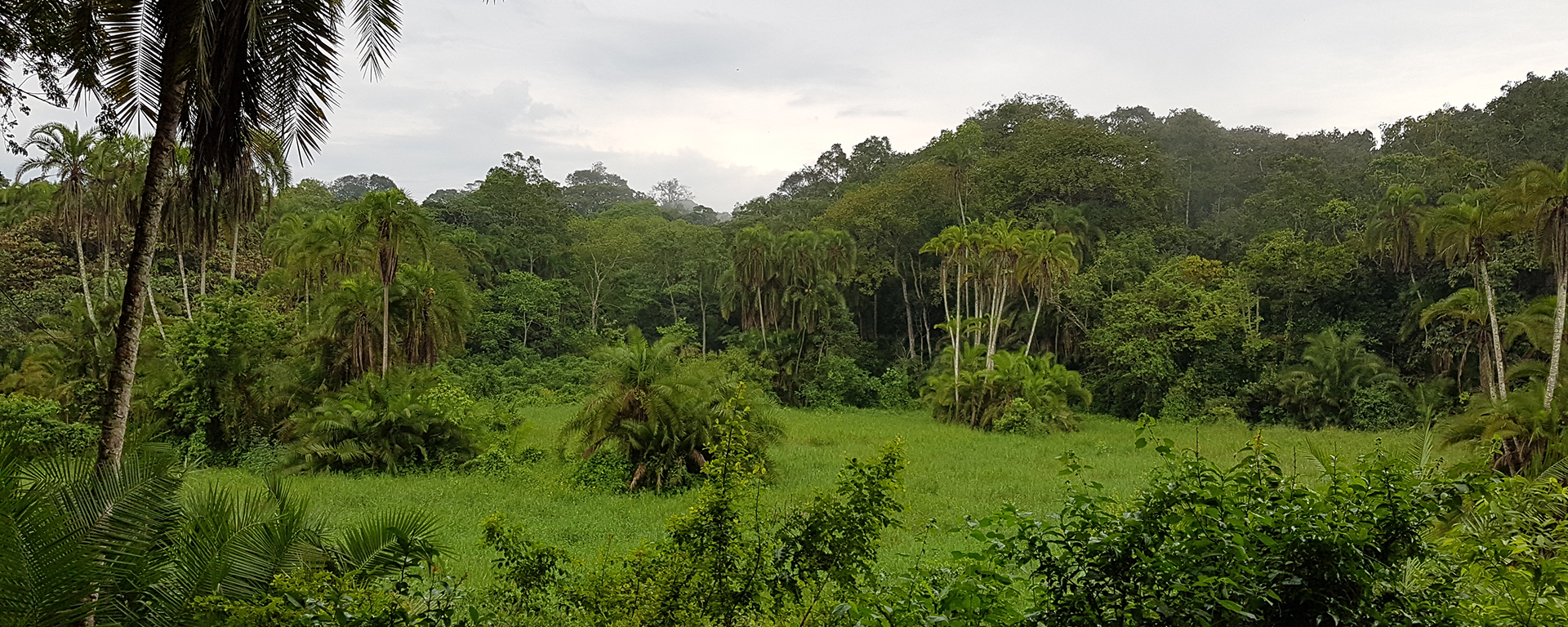 uganda-kibale-forest-chimp-trekking-20