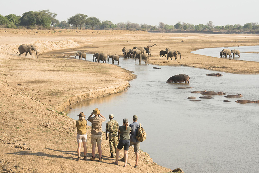 People spot elephant and hippo on a walking safari in South Luangwa National Park, Zambia.