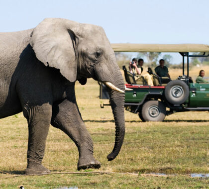 5 Best Private Game Reserves in Botswana