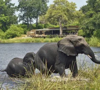 No Rain, No Gain: Why Travel to Botswana in the Green Season