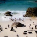 Visite la playa de Boulder para ver los pingüinos. 